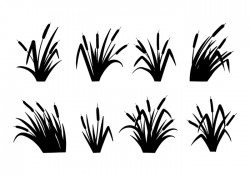 Cattails Vector Black and White