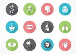 Free Vector Human Anatomy Icon Set