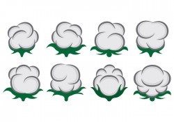 Vector Of Cotton Flowers