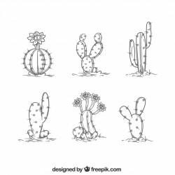 Hand drawn cactus collection