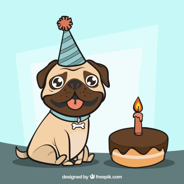 Happy pug at birthday party
