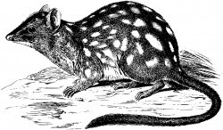 Northern Quoll Icons PNG
