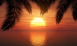 Palm trees against sunset sky