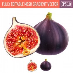 Pomegranate realistic vectors