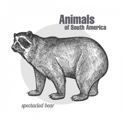 Animals of South America Spectacled Bear