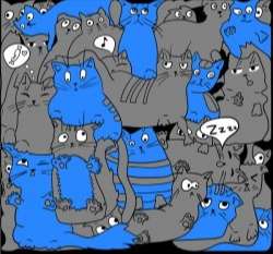 Gray and blue cats on black
