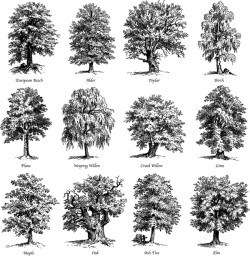 Various tree silhouette vectors set 03