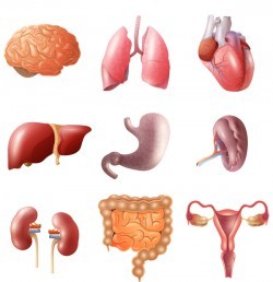 Human visceral organs illustration vectors set 02