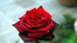 wallpaper 1920×1080 rose, petals, red full hd, hdtv, fhd, 1080p hd