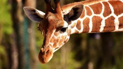 Wallpaper giraffe