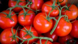 Wallpaper tomatoes