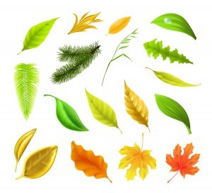 Autumn leaves set vector 01