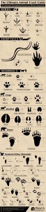 50 Animal Footprints Found in North America
