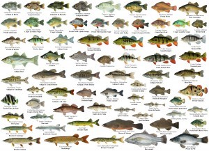 Fish Poster