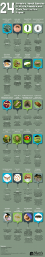24 Invasive Insect Species in North America and Their Destructive Impact