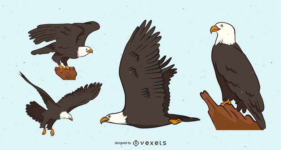 Bald Eagle Vector Set