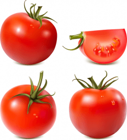 Tomato Vector