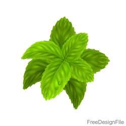 Peppermint green leaves illustration vector 03