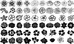 Flowers silhouette Vector