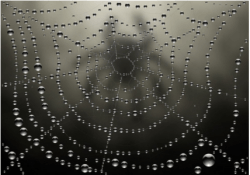 Elements dew and spider web vector material