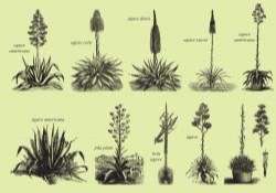 Agave And Maguey Drawings