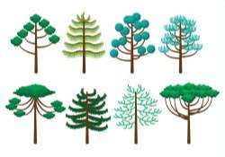 Araucaria Icons