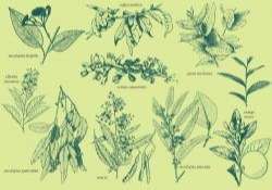 Aromatic Plants
