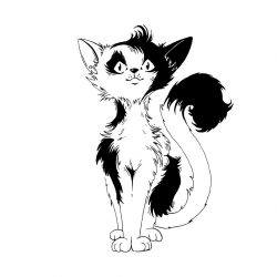 Black and white cat
