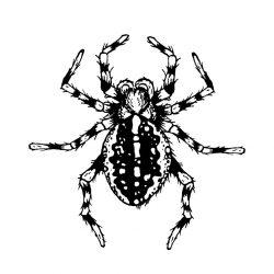 Black and white spider