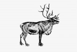 European reindeer shade drawing