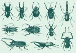 Strange Bugs