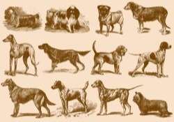 Vintage Brown Dog Illustrations