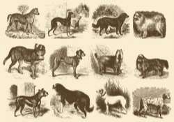 Vintage Dog Illustrations