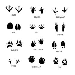 Animal footprint guide collection