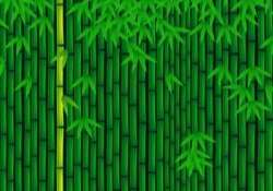 Bamboo Vector