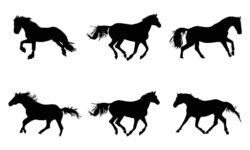 Collection of horses silhouettes set on white background