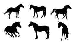 Collection of horses silhouettes