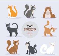 8 cute cats