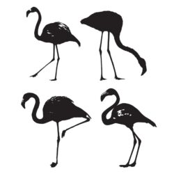 flamengo bird silhouette set vector