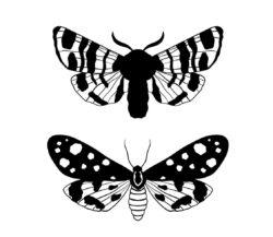 Graphic black Butterfly