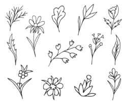 Hand-drawn vector doodle set of floral elements