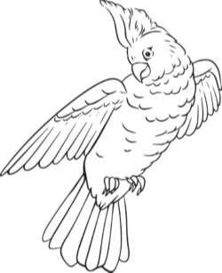 Parrot drawing – handmade