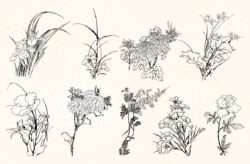 Plants and Flowers Vectors