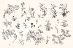 Plants and Flowers Vectors 01