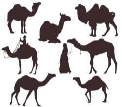 Set of seven silhouettes of camels vector