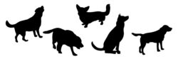 Silhouettes of dogs in different poses