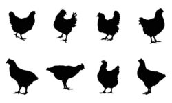 Silhouettes of hen chicken vector Illustration