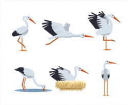 Stork Vector