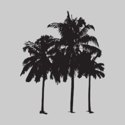 Tropical palm trees silhouette