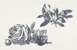Vintage Floral Vector Illustrations 01